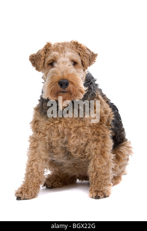 Un marrone e nero fox terrier cane isolato su bianco Foto Stock