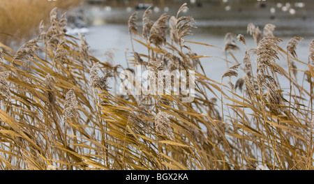 Reed teste di seme al vento Foto Stock