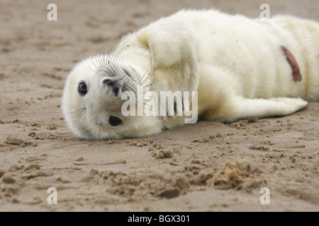 Neonato guarnizione grigio Pup Foto Stock