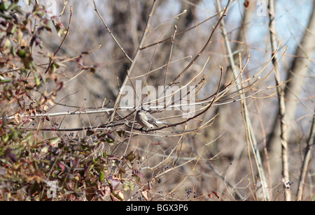 Northern Mockingbird Mimus polyglottos seduto su un ramo di un blue berry bush. Girato in inverno. Foto Stock