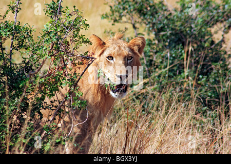 Femmina, lion Murchison Falls Area di Conservazione, Uganda, Africa orientale Foto Stock