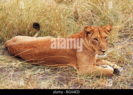 Leone femmina, Queen Elizabeth National Park, Uganda, Africa orientale Foto Stock