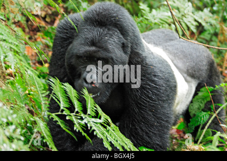 Gorilla, Parco nazionale impenetrabile di Bwindi, Uganda, Africa orientale Foto Stock