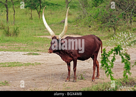 Ankole-Watusi bull, bovini, Lago Mburo National Park, Uganda, Africa orientale Foto Stock