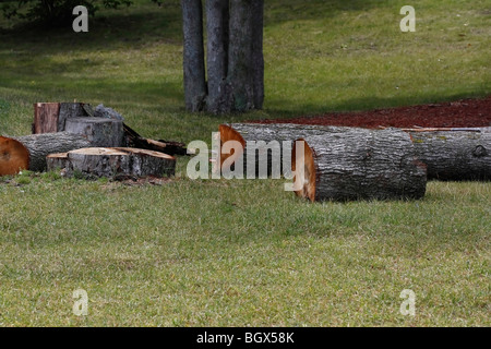 Tronco di albero tagliato a terra nella foresta dall'alto foto nessuno da vicino in Michigan USA alta risoluzione orizzontale degli Stati Uniti Foto Stock