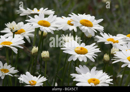 Paesaggio rurale con fiori selvatici bianchi Daisies Daisy dall'alto sfondo sfocato e sfocato non ravvicinano nessuno negli Stati Uniti ad alta risoluzione Foto Stock