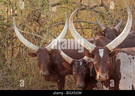 Ankole-Watusi bull, bovini, Lago Mburo National Park, Uganda, Africa orientale Foto Stock