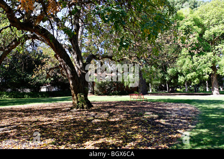 Un banco di rosso sotto la fresca ombra di un grande albero a Kings Park di Perth, Western Australia Foto Stock