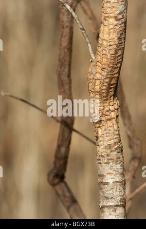 Danni Sapsucker Foto Stock