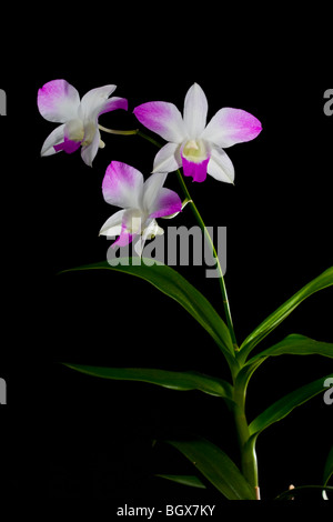 Exotic rosa e bianco dendrobium orchid su sfondo nero Foto Stock