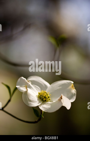 Fioritura di una fioritura Sanguinello albero in primavera. Foto Stock