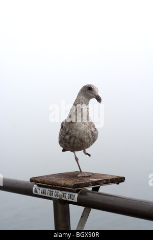 Uno zampe seagull in piedi su una esca-e-pesce piatto di taglio su un molo in California. Foto Stock