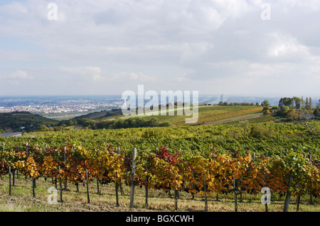 Vigneti intorno a Vienna Foto Stock