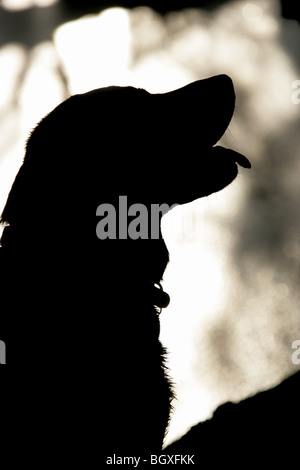 Vicino la silhouette di un labrador nero la testa con la sua linguetta appendere fuori. Foto Stock