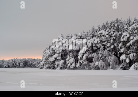 Congelati Loch Garten e Abernethy Forest. Foto Stock