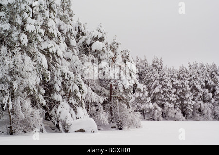 Congelati Loch Garten e Abernethy Forest. Foto Stock