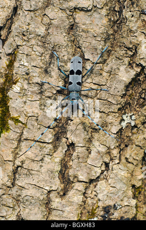 Rosalia Longhorn Beetle (Rosalia alpina) Foto Stock