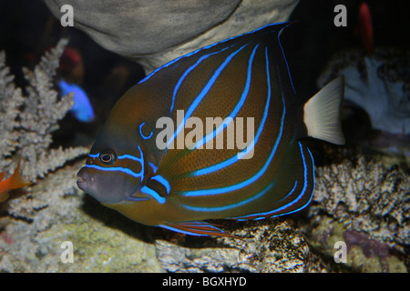 Anello Blu Angelfish Pomacanthus Annularis Foto Stock