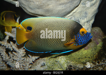 Blueface Angelfish Pomacanthus xanthometopon Foto Stock