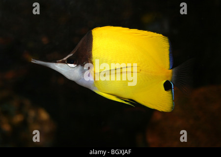 Giallo Butterflyfish Longnose Forcipiger flavissimus Foto Stock