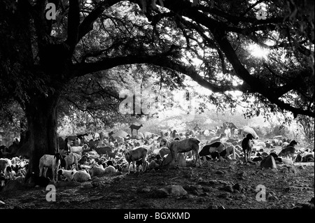 Armento di capra in riposo sotto un albero in zone rurali campagna indiana. Andhra Pradesh, India. In bianco e nero Foto Stock