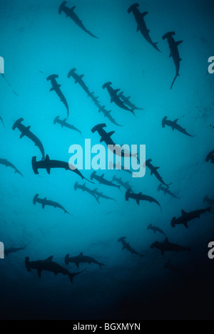 Festone squali martello (Sphyrna lewini) scolarizzazione, Cocos Island, Costa Rica - Oceano Pacifico Foto Stock