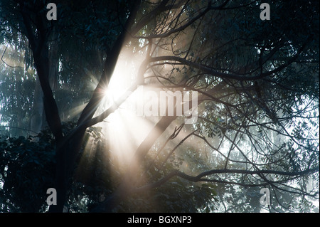 Sunburst attraverso gli alberi in India, Silhouette