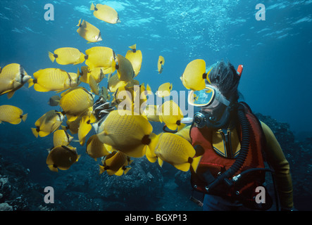 Sommozzatore circondato da Limone (Butterflyfish Chaetodon millaris). Foto Stock