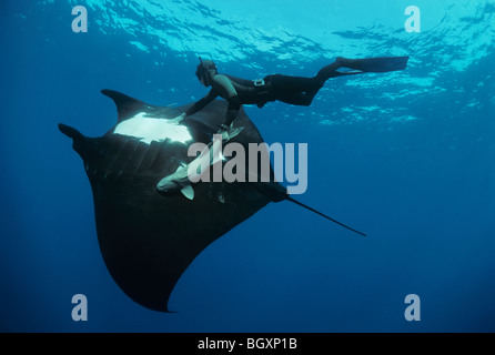 Giant Manta Ray (Manta birostris) e apneista. Foto Stock