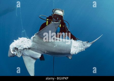 Sommozzatore osserva Blacktip Shark Reef (Carcharhinus limbatus) mangiato da giganti squalo toro Foto Stock