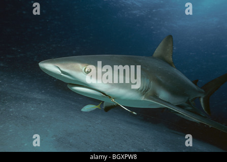 Caribbean Reef Shark (Carcharhinus perezi) con gancio di pesce e la scolarizzazione Limanda Lutiani (Ocyurus chrysurus) Foto Stock