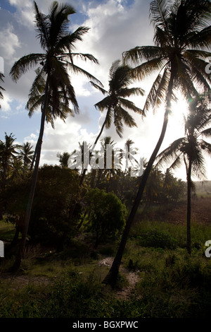 Inhambane Palm tree forest, Tofo Beach, Mozambico, Africa Foto Stock