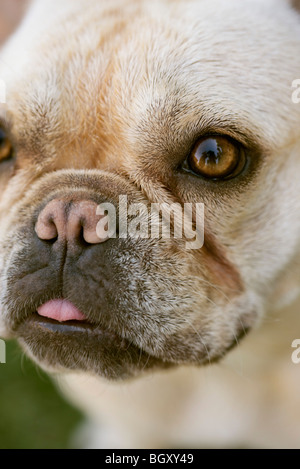 Bulldog francese, close-up Foto Stock