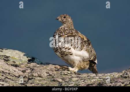 Una caduta stagione White Tailed Ptarmigan moulting nella livrea invernale Foto Stock