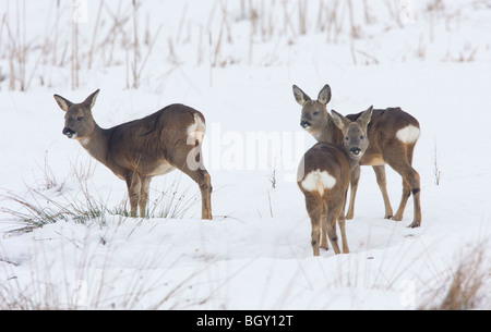 Capriolo doe con foraggio per alimenti con Young Buck e il DOE fauno in Lammermuir Hill Scottish Borders Scotland Foto Stock