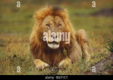 Un maschio adulto lion (Panthera leo), il Masai Mara Game Reserve, in Kenya. Foto Stock