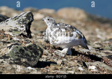 Una caduta stagione White Tailed Ptarmigan moulting nella livrea invernale Foto Stock