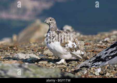 Una caduta stagione White Tailed Ptarmigan moulting nella livrea invernale Foto Stock