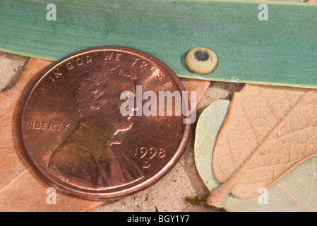 Yucca Giant-Skipper uovo in relazione a un penny Foto Stock