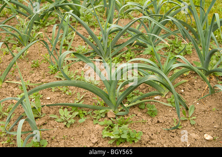 Fila di piante di porro (Allium ampeloprasum var. porrum) cresce in accumulati fino alle righe di un complotto di aggiudicazione Foto Stock