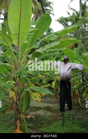 Lo Spaventapasseri nella giungla, Kerala India Foto Stock