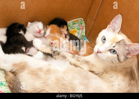 Una madre gatto con suoi cuccioli in una scatola del parto Foto Stock