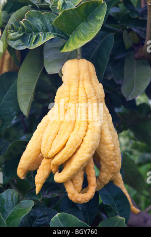 Il Buddha della mano, del frutto maturo sul ramo. Foto Stock