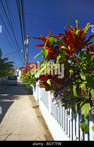 Scena di strada in Utila, Honduras Foto Stock