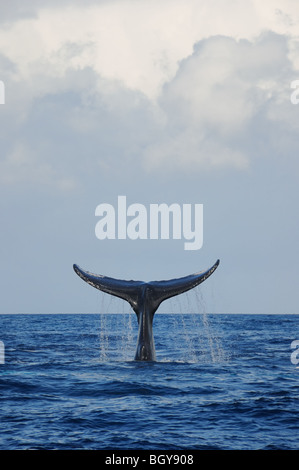 Humpback Whale tail slapping sotto le nuvole. Foto Stock