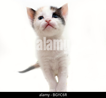 Un giocoso calico gattino Foto Stock