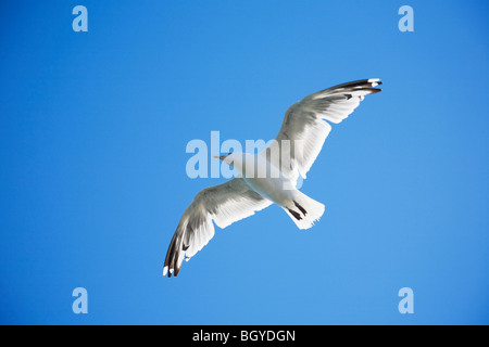 Gabbiano che sale Foto Stock