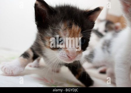 Active Calico gattino Foto Stock