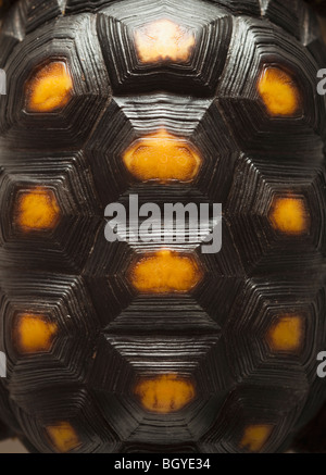 Guscio di tartaruga Foto Stock