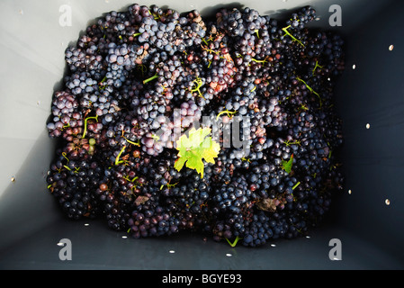 Raccolte le uve rosse nel vassoio di plastica Foto Stock